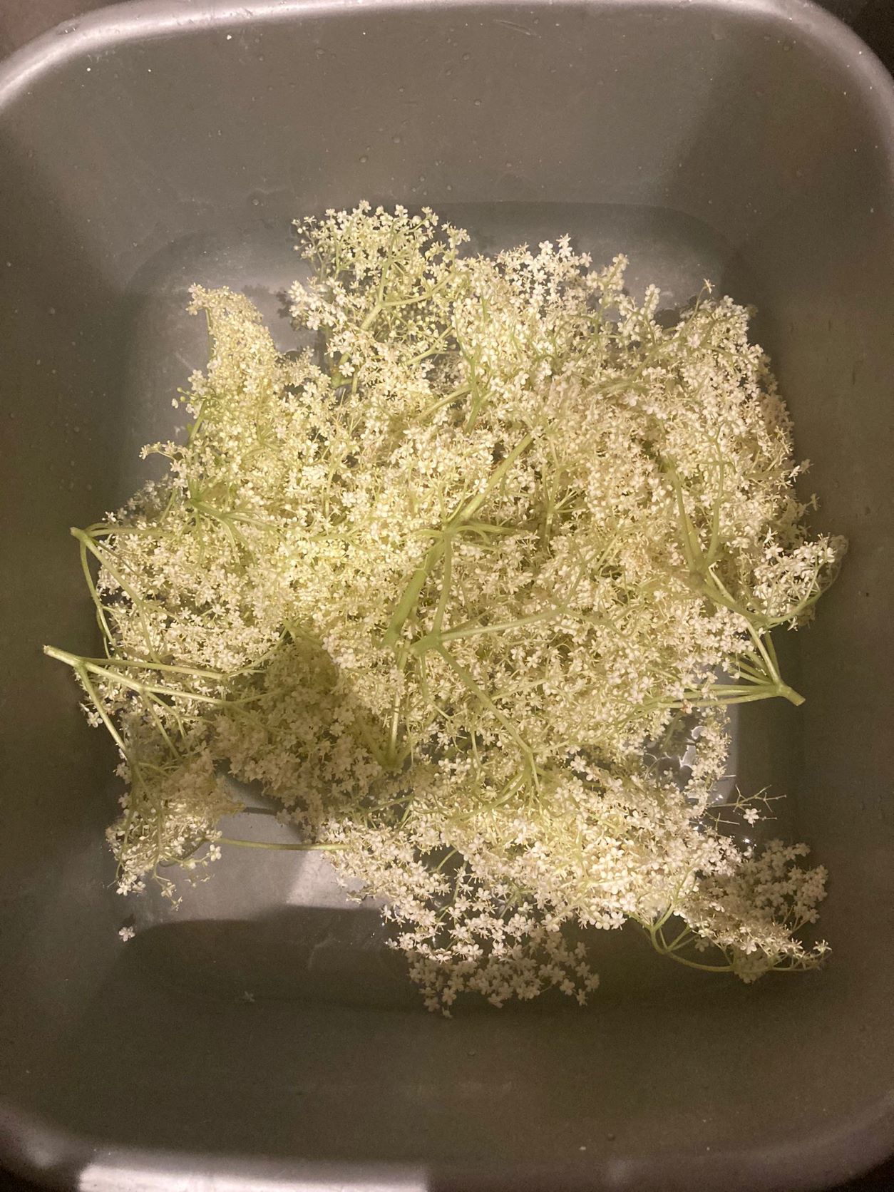 Homemade Elderflower and Lemon Cordial Recipe