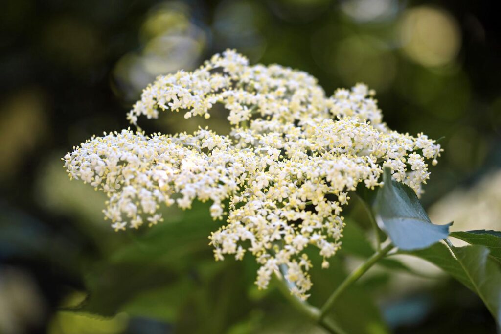 elderflower, flowers, sambucus nigra-6380819.jpg